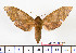  ( - BC-Mel2089)  @13 [ ] Copyright (2010) Tomas Melichar Research Collection of Tomas Mleichar