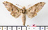  (Ambulyx flava - BC-Mel2095)  @15 [ ] Copyright (2010) Tomas Melichar Research Collection of Tomas Mleichar