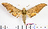  ( - BC-Mel2099)  @12 [ ] Copyright (2010) Tomas Melichar Research Collection of Tomas Mleichar