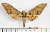  ( - BC-Mel2103)  @14 [ ] Copyright (2010) Tomas Melichar Research Collection of Tomas Mleichar