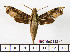  (Eupanacra busiris atima - BC-Mel2122)  @14 [ ] Copyright (2010) Tomas Melichar Research Collection of Tomas Mleichar