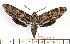  ( - BC-Mel2128)  @11 [ ] Copyright (2010) Tomas Melichar Research Collection of Tomas Mleichar