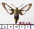  (Hemaris beresowskii - BC-Mel2142)  @14 [ ] Copyright (2010) Tomas Melichar Research Collection of Tomas Mleichar