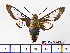  ( - BC-Mel2143)  @13 [ ] Copyright (2010) Tomas Melichar Research Collection of Tomas Mleichar
