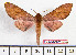  (Afrosphinx - BC-Mel2168)  @14 [ ] Copyright (2010) Tomas Melichar Research Collection of Tomas Mleichar