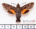  ( - BC-Mel2194)  @11 [ ] Copyright (2010) Tomas Melichar Research Collection of Tomas Mleichar
