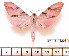  ( - BC-Mel2205)  @13 [ ] Copyright (2010) Tomas Melichar Research Collection of Tomas Mleichar