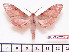  ( - BC-Mel2206)  @13 [ ] Copyright (2010) Tomas Melichar Research Collection of Tomas Mleichar