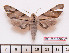  ( - BC-Mel2207)  @13 [ ] Copyright (2010) Tomas Melichar Research Collection of Tomas Mleichar
