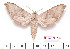  ( - BC-Mel2217)  @14 [ ] Copyright (2010) Tomas Melichar Research Collection of Tomas Mleichar
