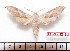  ( - BC-Mel2218)  @13 [ ] Copyright (2010) Tomas Melichar Research Collection of Tomas Mleichar