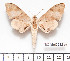  ( - BC-Mel2222)  @14 [ ] Copyright (2010) Tomas Melichar Research Collection of Tomas Mleichar