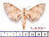  (Polyptychus jolyanorum - BC-Mel2224)  @13 [ ] Copyright (2010) Tomas Melichar Research Collection of Tomas Mleichar