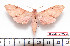  ( - BC-Mel2227)  @14 [ ] Copyright (2010) Tomas Melichar Research Collection of Tomas Mleichar