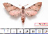  ( - BC-Mel2230)  @14 [ ] Copyright (2010) Tomas Melichar Research Collection of Tomas Mleichar