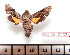  (Neogurelca himachala - BC-Mel2232)  @11 [ ] Copyright (2010) Tomas Melichar Research Collection of Tomas Mleichar