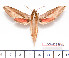  (Hippotion echeclus - BC-Mel2235)  @14 [ ] Copyright (2010) Tomas Melichar Research Collection of Tomas Mleichar