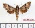  ( - BC-Mel2254)  @13 [ ] Copyright (2010) Tomas Melichar Research Collection of Tomas Mleichar