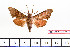  ( - BC-Mel2271)  @11 [ ] Copyright (2010) Tomas Melichar Research Collection of Tomas Mleichar