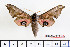  ( - BC-Mel2273)  @11 [ ] Copyright (2010) Tomas Melichar Research Collection of Tomas Mleichar