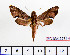  ( - BC-Mel2274)  @12 [ ] Copyright (2010) Tomas Melichar Research Collection of Tomas Mleichar
