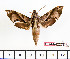  ( - BC-Mel2275)  @13 [ ] Copyright (2010) Tomas Melichar Research Collection of Tomas Mleichar
