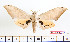  (Pseudoclanis postica - BC-Mel2276)  @15 [ ] Copyright (2010) Tomas Melichar Research Collection of Tomas Mleichar