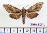  (Kentrochrysalis havelki - BC-Mel2326)  @13 [ ] Copyright (2010) Tomas Melichar Research Collection of Tomas Mleichar