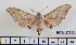  ( - BC-Mel2333)  @13 [ ] Copyright (2010) Tomas Melichar Research Collection of Tomas Mleichar