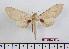  ( - BC-Mel2335)  @13 [ ] Copyright (2010) Tomas Melichar Research Collection of Tomas Mleichar