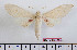  ( - BC-Mel2338)  @13 [ ] Copyright (2010) Tomas Melichar Research Collection of Tomas Mleichar