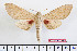  ( - BC-Mel2339)  @14 [ ] Copyright (2010) Tomas Melichar Research Collection of Tomas Mleichar