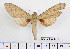  ( - BC-Mel2340)  @13 [ ] Copyright (2010) Tomas Melichar Research Collection of Tomas Mleichar
