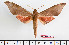  ( - BC-Mel2353)  @14 [ ] Copyright (2010) Tomas Melichar Research Collection of Tomas Mleichar
