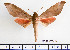  (Phylloxiphia domi - BC-Mel2354)  @15 [ ] Copyright (2010) Tomas Melichar Research Collection of Tomas Mleichar