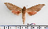  ( - BC-Mel2355)  @13 [ ] Copyright (2010) Tomas Melichar Research Collection of Tomas Mleichar
