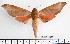  ( - BC-Mel2356)  @14 [ ] Copyright (2010) Tomas Melichar Research Collection of Tomas Mleichar