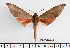  ( - BC-Mel2357)  @13 [ ] Copyright (2010) Tomas Melichar Research Collection of Tomas Mleichar