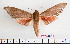 ( - BC-Mel2358)  @14 [ ] Copyright (2010) Tomas Melichar Research Collection of Tomas Mleichar