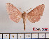  (Polyptychus marshalli - BC-Mel2359)  @13 [ ] Copyright (2010) Tomas Melichar Research Collection of Tomas Mleichar