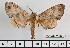  ( - BC-Mel2362)  @13 [ ] Copyright (2010) Tomas Melichar Research Collection of Tomas Mleichar