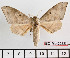  (Andriasa contraria caliginis - BC-Mel2365)  @14 [ ] Copyright (2010) Tomas Melichar Research Collection of Tomas Mleichar