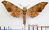  (Ambulyx rawlinsi - BC-Mel2369)  @13 [ ] Copyright (2010) Tomas Melichar Research Collection of Tomas Mleichar