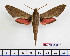  ( - BC-Mel2388)  @14 [ ] Copyright (2010) Tomas Melichar Research Collection of Tomas Mleichar
