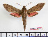  ( - BC-Mel2389)  @14 [ ] Copyright (2010) Tomas Melichar Research Collection of Tomas Mleichar