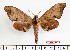  ( - BC-Mel2390)  @15 [ ] Copyright (2010) Tomas Melichar Research Collection of Tomas Mleichar