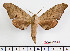  ( - BC-Mel2391)  @14 [ ] Copyright (2010) Tomas Melichar Research Collection of Tomas Mleichar
