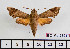  ( - BC-Mel2394)  @13 [ ] Copyright (2010) Tomas Melichar Research Collection of Tomas Mleichar