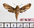  ( - BC-Mel2411)  @13 [ ] Copyright (2010) Tomas Melichar Research Collection of Tomas Mleichar