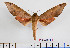  ( - BC-Mel2412)  @15 [ ] Copyright (2010) Tomas Melichar Research Collection of Tomas Mleichar